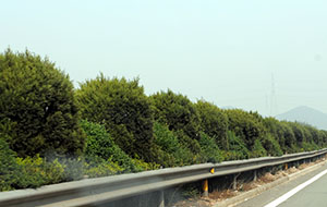 大碶疏港高速沿線綠化工程（泰山路-駱霞線）II標段