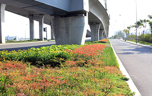 寧波市機場快速干道景觀綠化工程